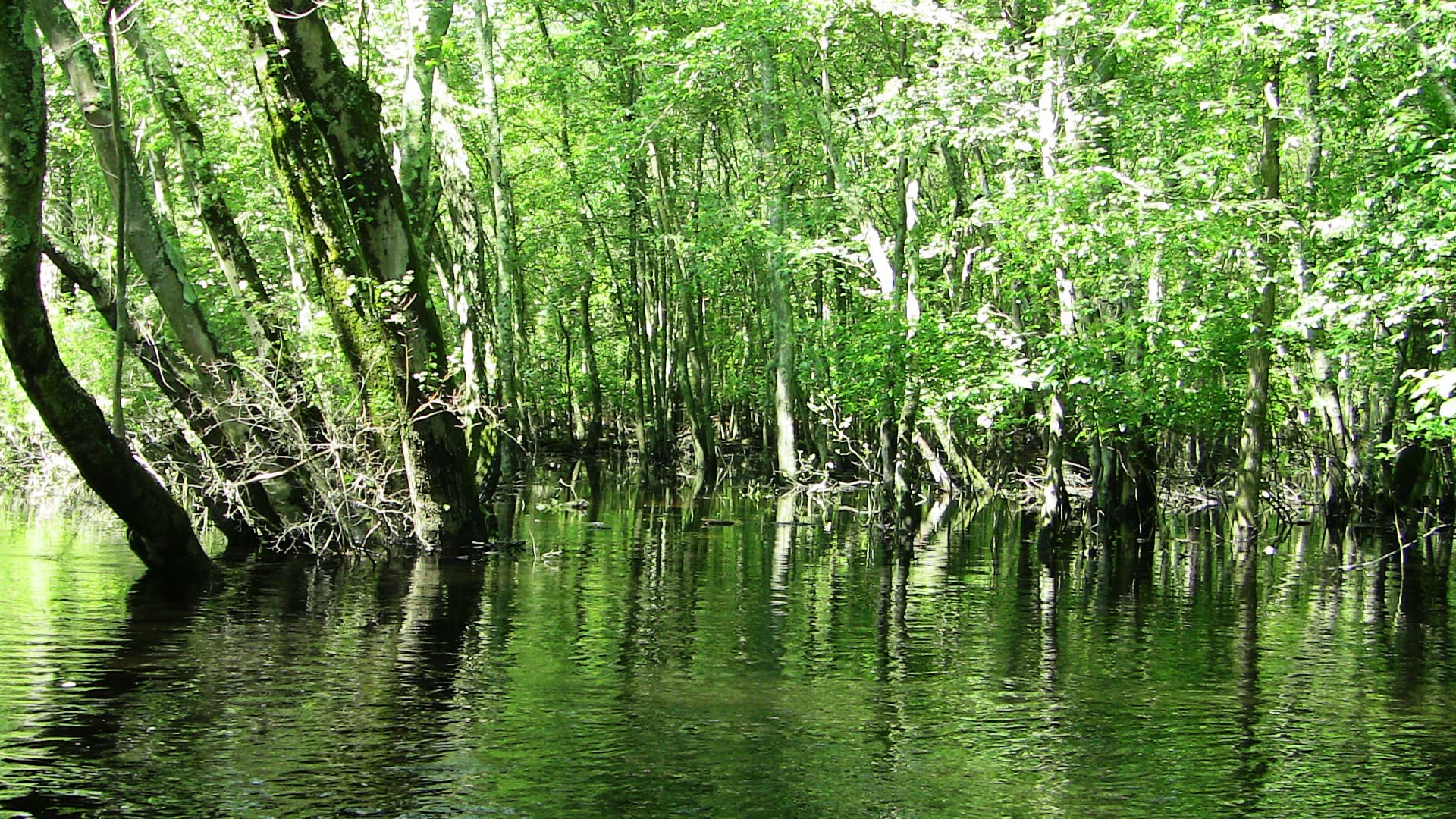 Great Egg Harbor River