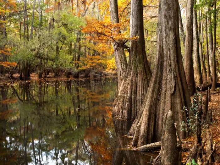 Congaree National Park Ranger-Guided Canoe Tours — photo 3